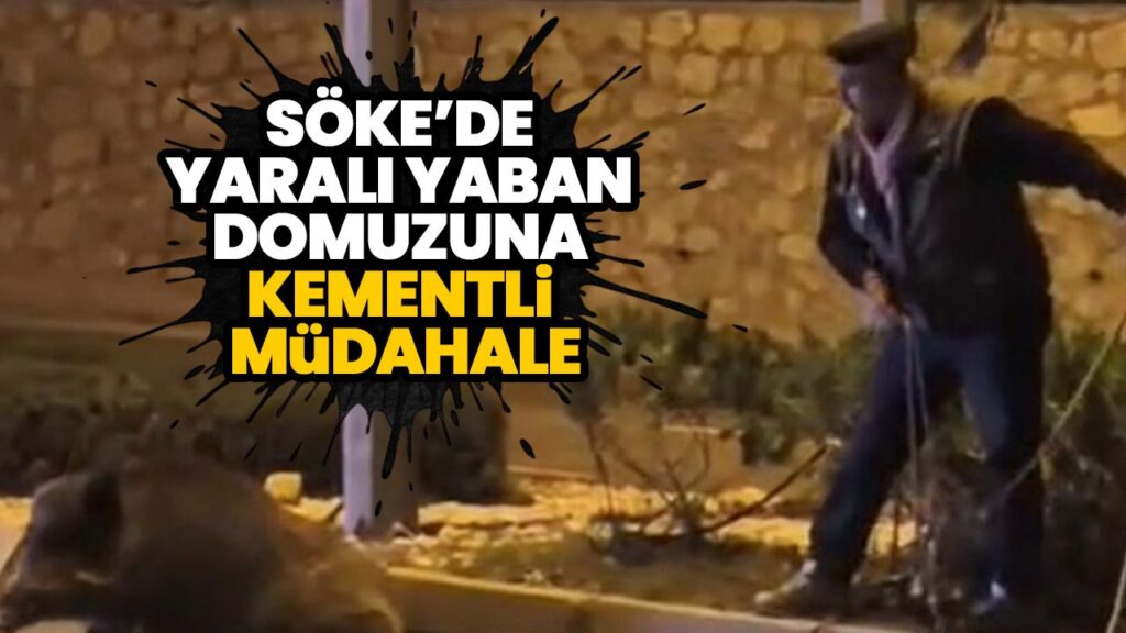 Söke’de Yaralı Yaban Domuzu Kementli Müdahale ile Yol Açıklığa Çıktı